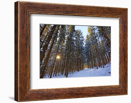 Cross-Country Ski Trail in a Spruce Forest, Windsor, Massachusetts-Jerry & Marcy Monkman-Framed Photographic Print