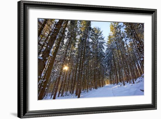 Cross-Country Ski Trail in a Spruce Forest, Windsor, Massachusetts-Jerry & Marcy Monkman-Framed Photographic Print