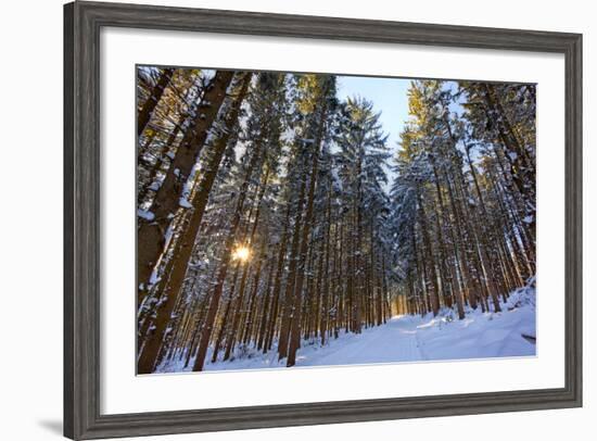 Cross-Country Ski Trail in a Spruce Forest, Windsor, Massachusetts-Jerry & Marcy Monkman-Framed Photographic Print