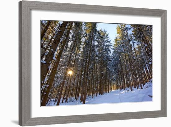 Cross-Country Ski Trail in a Spruce Forest, Windsor, Massachusetts-Jerry & Marcy Monkman-Framed Photographic Print