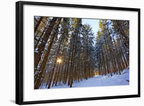 Cross-Country Ski Trail in a Spruce Forest, Windsor, Massachusetts-Jerry & Marcy Monkman-Framed Photographic Print