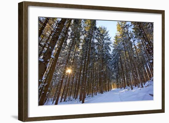 Cross-Country Ski Trail in a Spruce Forest, Windsor, Massachusetts-Jerry & Marcy Monkman-Framed Photographic Print