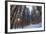 Cross-Country Ski Trail in a Spruce Forest, Windsor, Massachusetts-Jerry & Marcy Monkman-Framed Photographic Print