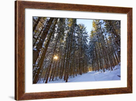 Cross-Country Ski Trail in a Spruce Forest, Windsor, Massachusetts-Jerry & Marcy Monkman-Framed Photographic Print