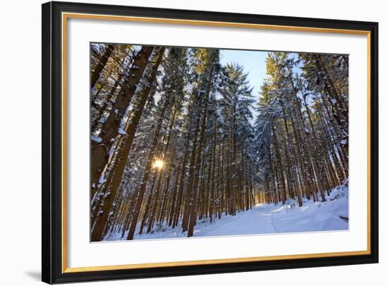 Cross-Country Ski Trail in a Spruce Forest, Windsor, Massachusetts-Jerry & Marcy Monkman-Framed Photographic Print