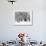 Cross Country Skiers Head Through a Deep Layer of Snow on the Mountain Schauinsland-null-Framed Photographic Print displayed on a wall