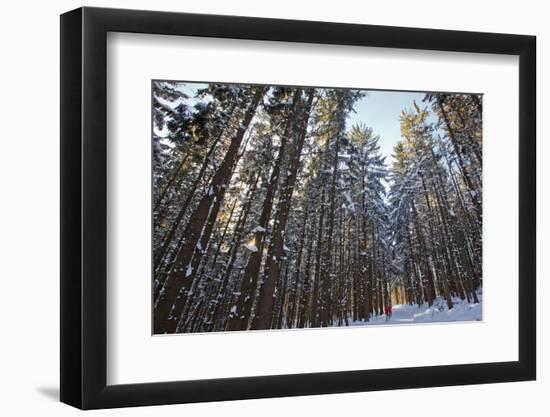 Cross-Country Skiers in a Spruce Forest, Windsor, Massachusetts-Jerry & Marcy Monkman-Framed Photographic Print