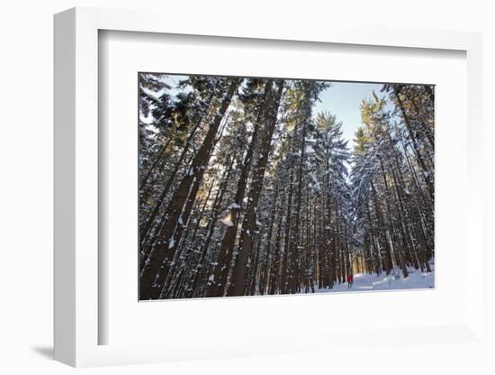 Cross-Country Skiers in a Spruce Forest, Windsor, Massachusetts-Jerry & Marcy Monkman-Framed Photographic Print