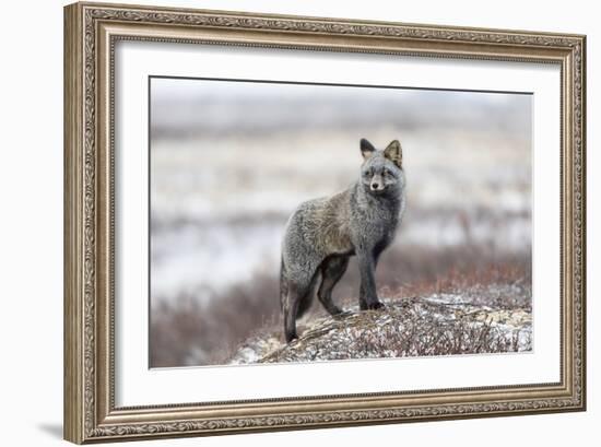 Cross Fox-Alessandro Catta-Framed Giclee Print