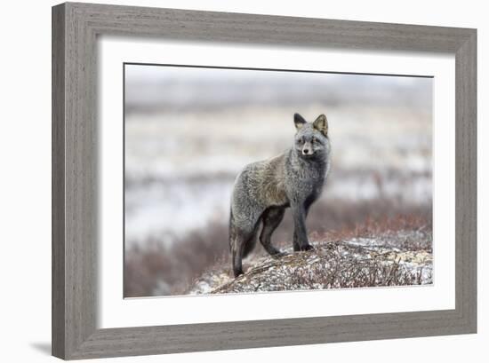 Cross Fox-Alessandro Catta-Framed Giclee Print