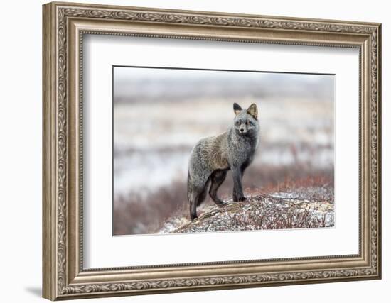 Cross Fox-Alessandro Catta-Framed Photographic Print