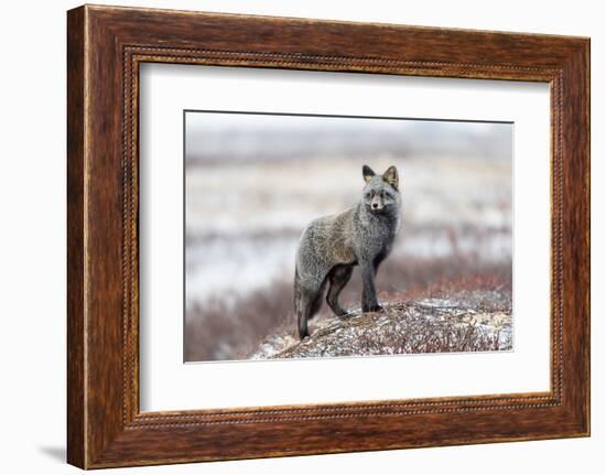 Cross Fox-Alessandro Catta-Framed Photographic Print