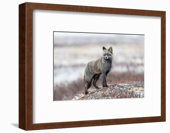 Cross Fox-Alessandro Catta-Framed Photographic Print