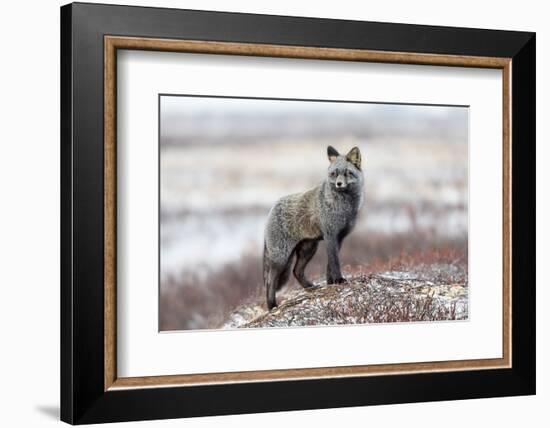 Cross Fox-Alessandro Catta-Framed Photographic Print