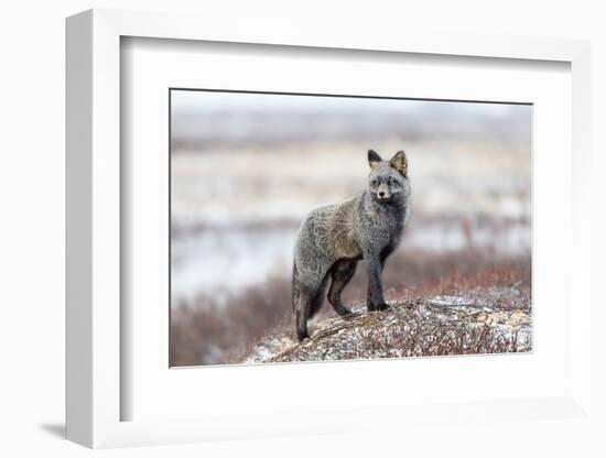 Cross Fox-Alessandro Catta-Framed Photographic Print