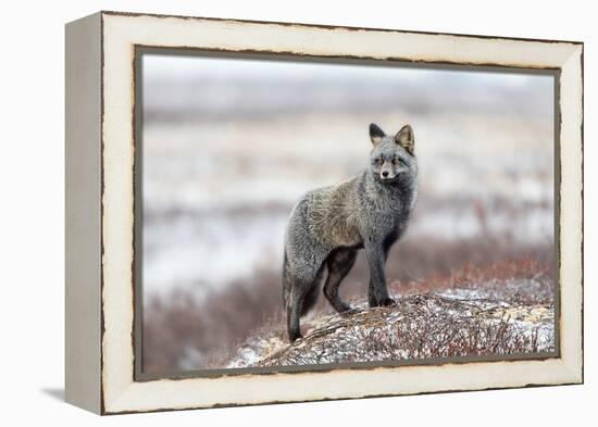 Cross Fox-Alessandro Catta-Framed Premier Image Canvas