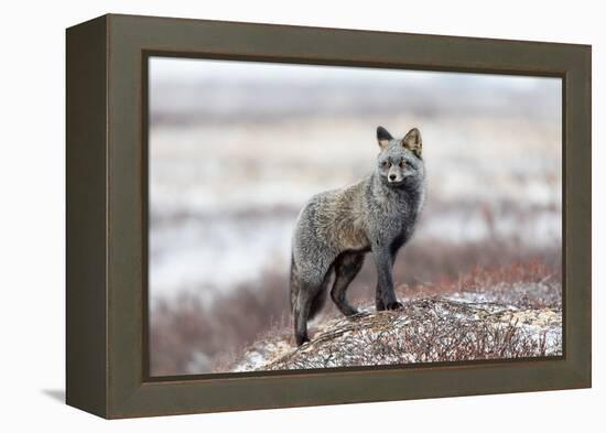 Cross Fox-Alessandro Catta-Framed Premier Image Canvas