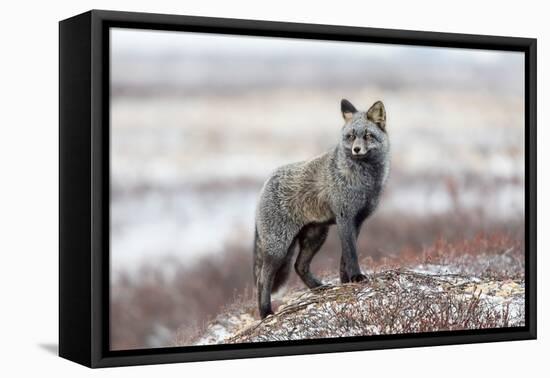 Cross Fox-Alessandro Catta-Framed Premier Image Canvas