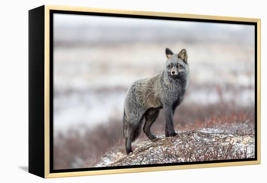 Cross Fox-Alessandro Catta-Framed Premier Image Canvas