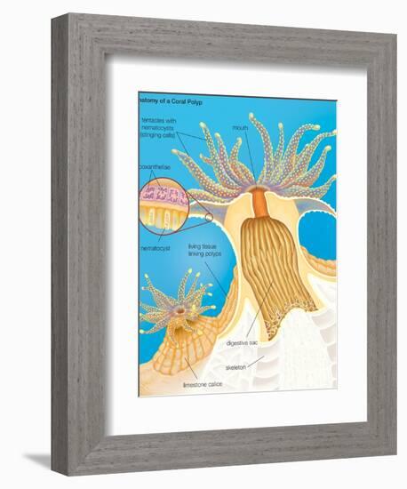 Cross Section of a Generalized Coral Polyp. Invertebrate, Cnidarians, Biology-Encyclopaedia Britannica-Framed Premium Giclee Print