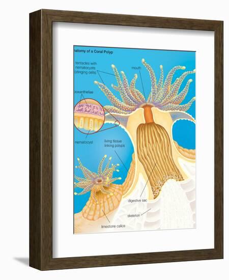 Cross Section of a Generalized Coral Polyp. Invertebrate, Cnidarians, Biology-Encyclopaedia Britannica-Framed Premium Giclee Print