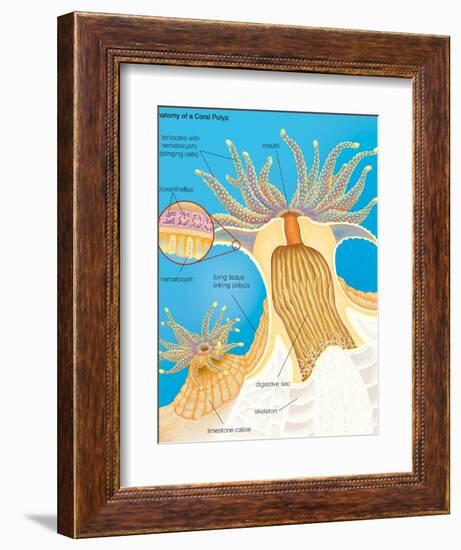 Cross Section of a Generalized Coral Polyp. Invertebrate, Cnidarians, Biology-Encyclopaedia Britannica-Framed Premium Giclee Print