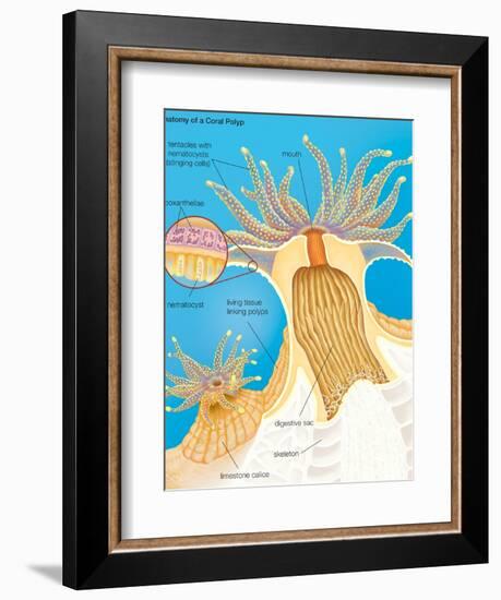 Cross Section of a Generalized Coral Polyp. Invertebrate, Cnidarians, Biology-Encyclopaedia Britannica-Framed Premium Giclee Print