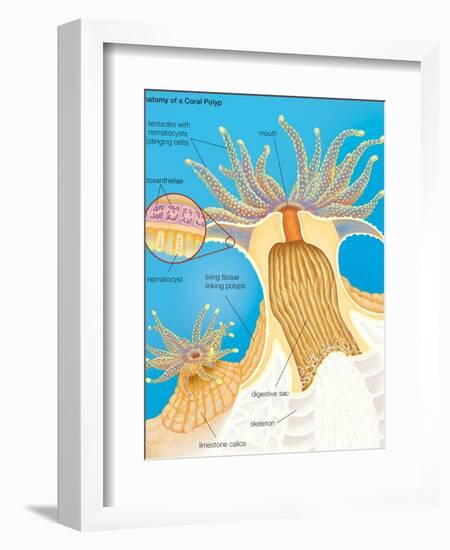 Cross Section of a Generalized Coral Polyp. Invertebrate, Cnidarians, Biology-Encyclopaedia Britannica-Framed Premium Giclee Print