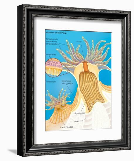 Cross Section of a Generalized Coral Polyp. Invertebrate, Cnidarians, Biology-Encyclopaedia Britannica-Framed Premium Giclee Print