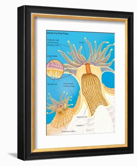 Cross Section of a Generalized Coral Polyp. Invertebrate, Cnidarians, Biology-Encyclopaedia Britannica-Framed Premium Giclee Print