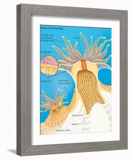 Cross Section of a Generalized Coral Polyp. Invertebrate, Cnidarians, Biology-Encyclopaedia Britannica-Framed Art Print