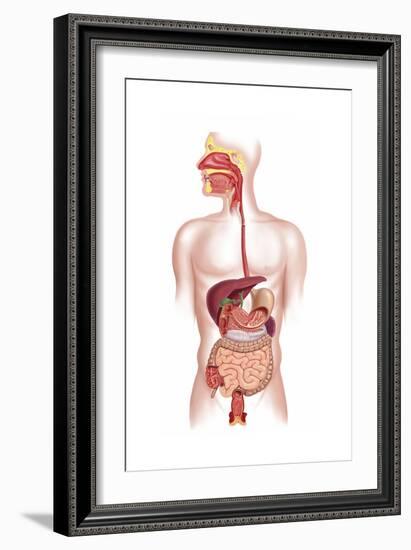 Cross Section of Human Digestive System-null-Framed Art Print