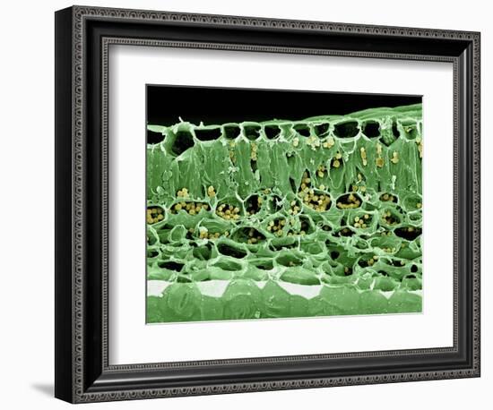 Cross Section of Leaf-null-Framed Photographic Print