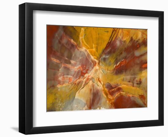 Cross-Section of Petrified Wood-Kevin Schafer-Framed Photographic Print