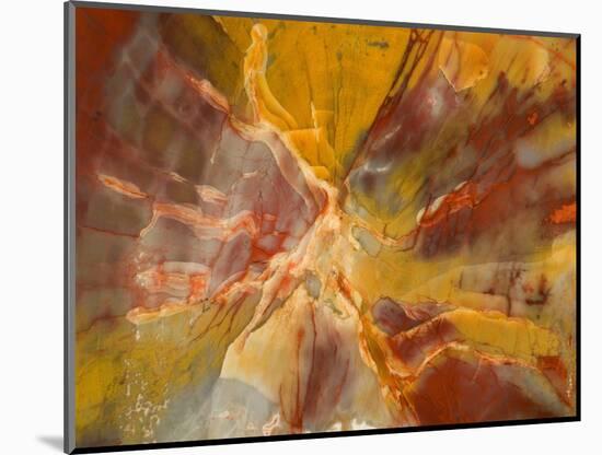 Cross-Section of Petrified Wood-Kevin Schafer-Mounted Photographic Print