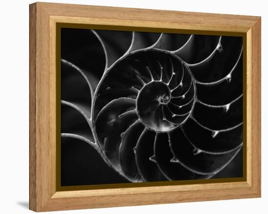 Cross Section of Sea Shell-Henry Horenstein-Framed Premier Image Canvas