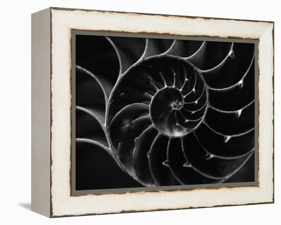 Cross Section of Sea Shell-Henry Horenstein-Framed Premier Image Canvas