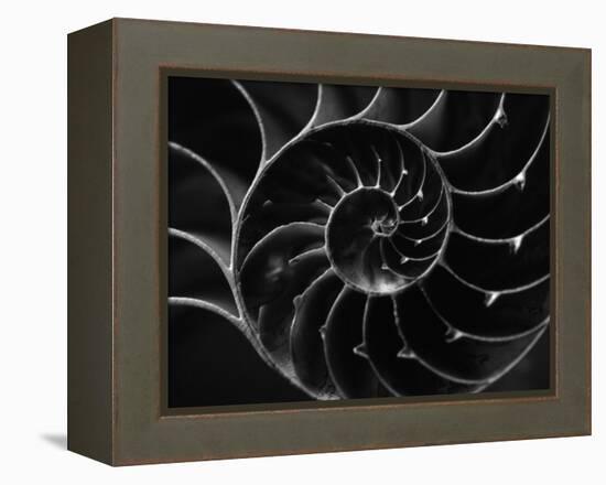 Cross Section of Sea Shell-Henry Horenstein-Framed Premier Image Canvas