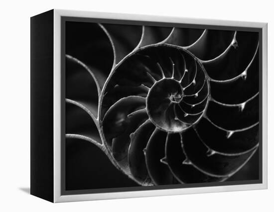 Cross Section of Sea Shell-Henry Horenstein-Framed Premier Image Canvas