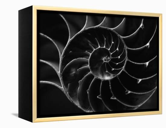 Cross Section of Sea Shell-Henry Horenstein-Framed Premier Image Canvas