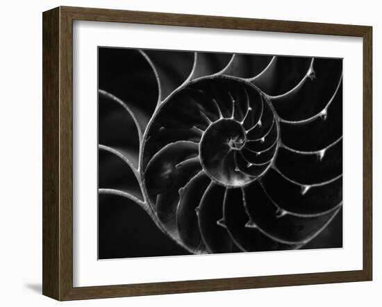 Cross Section of Sea Shell-Henry Horenstein-Framed Premium Photographic Print