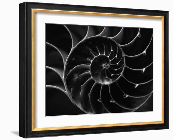 Cross Section of Sea Shell-Henry Horenstein-Framed Premium Photographic Print