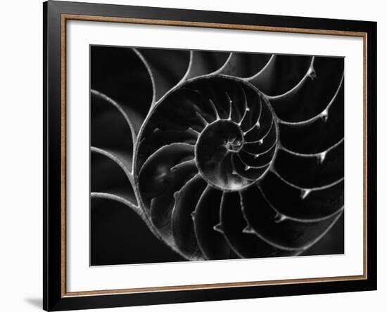 Cross Section of Sea Shell-Henry Horenstein-Framed Photographic Print