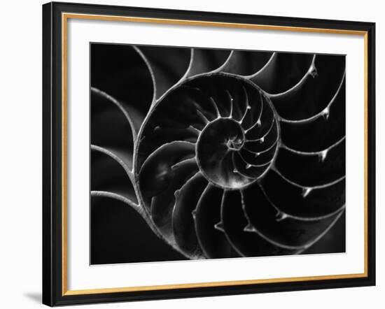 Cross Section of Sea Shell-Henry Horenstein-Framed Photographic Print