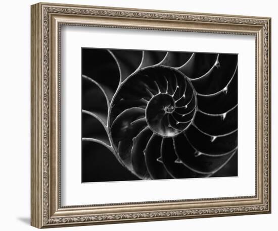 Cross Section of Sea Shell-Henry Horenstein-Framed Photographic Print