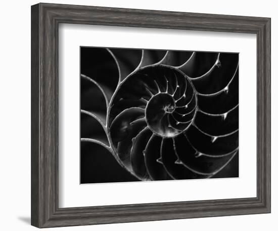 Cross Section of Sea Shell-Henry Horenstein-Framed Photographic Print