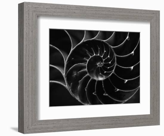 Cross Section of Sea Shell-Henry Horenstein-Framed Photographic Print