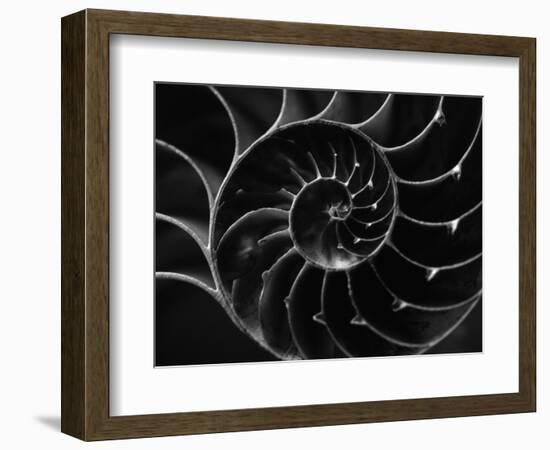 Cross Section of Sea Shell-Henry Horenstein-Framed Photographic Print