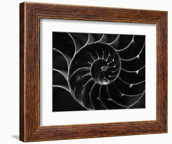 Cross Section of Sea Shell-Henry Horenstein-Framed Photographic Print