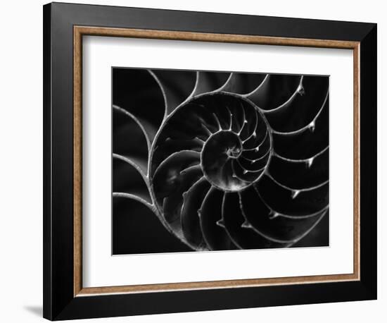 Cross Section of Sea Shell-Henry Horenstein-Framed Photographic Print